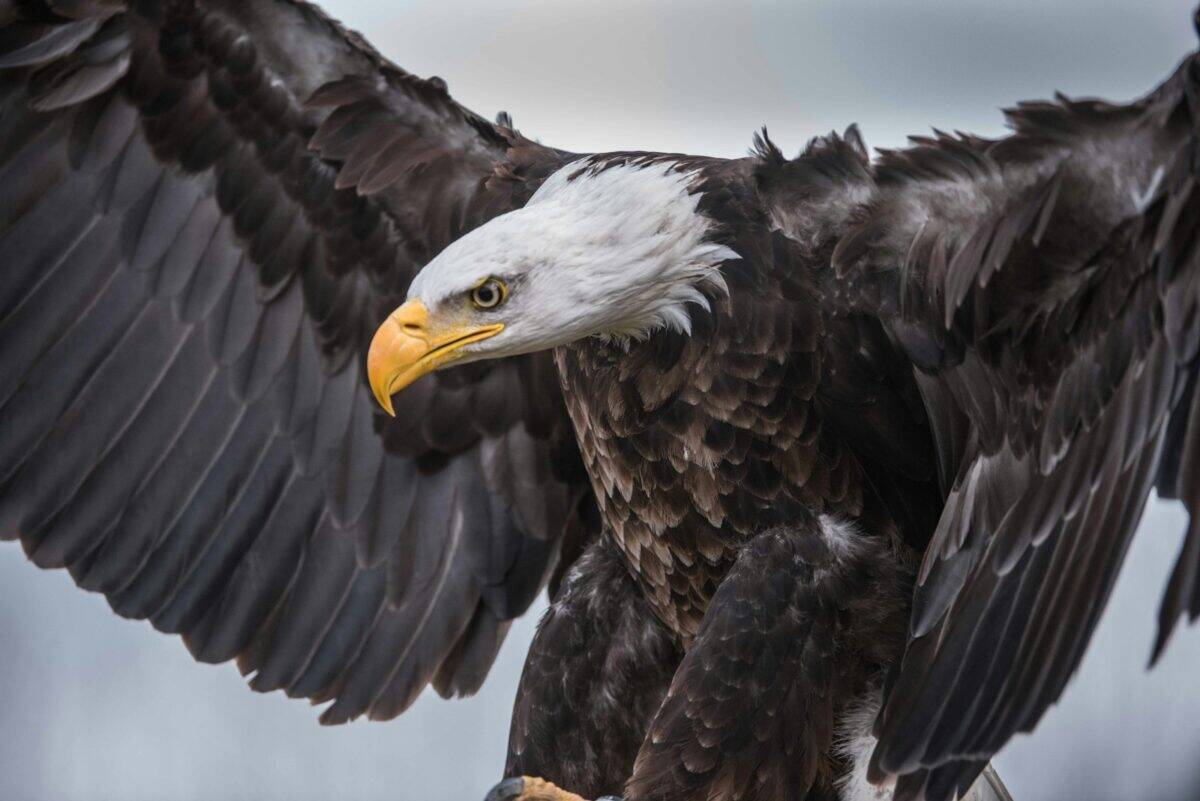 The Magnificent Bald Eagle: America's Soaring Symbol