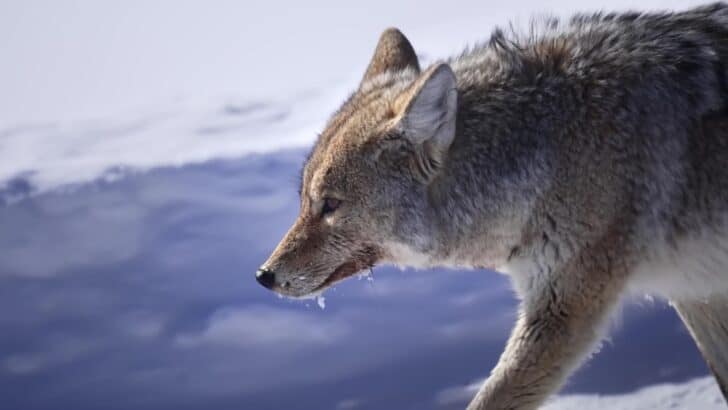 How Animals Brave the Midwest’s Harsh Winters
