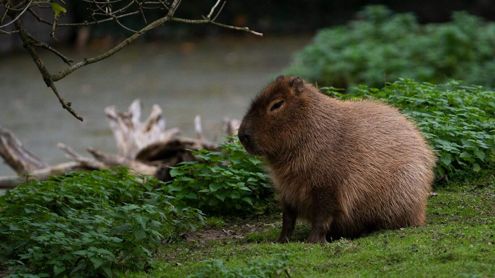 A capybara is sitting on the grass by the water