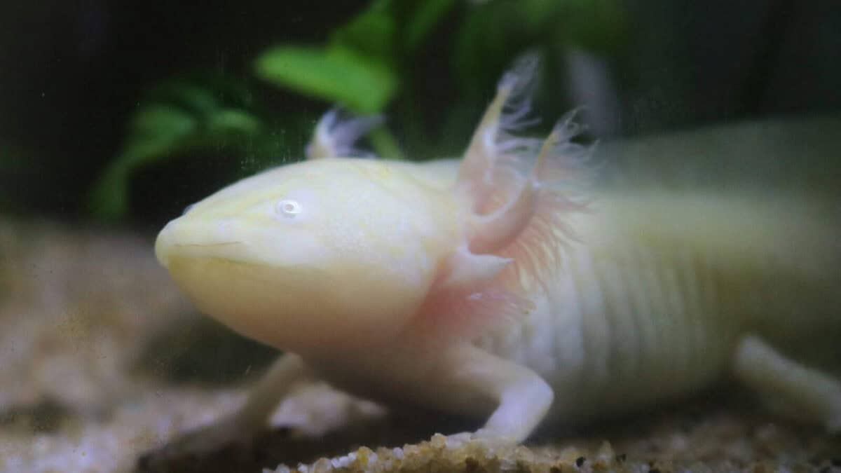 a white and yellow fish