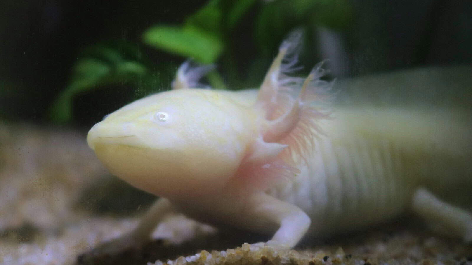 a white and yellow fish