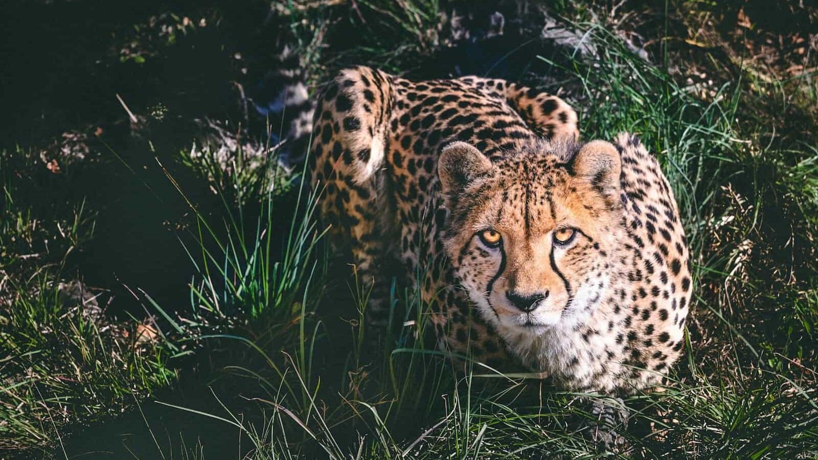 a cheetah laying in the grass looking at the camera