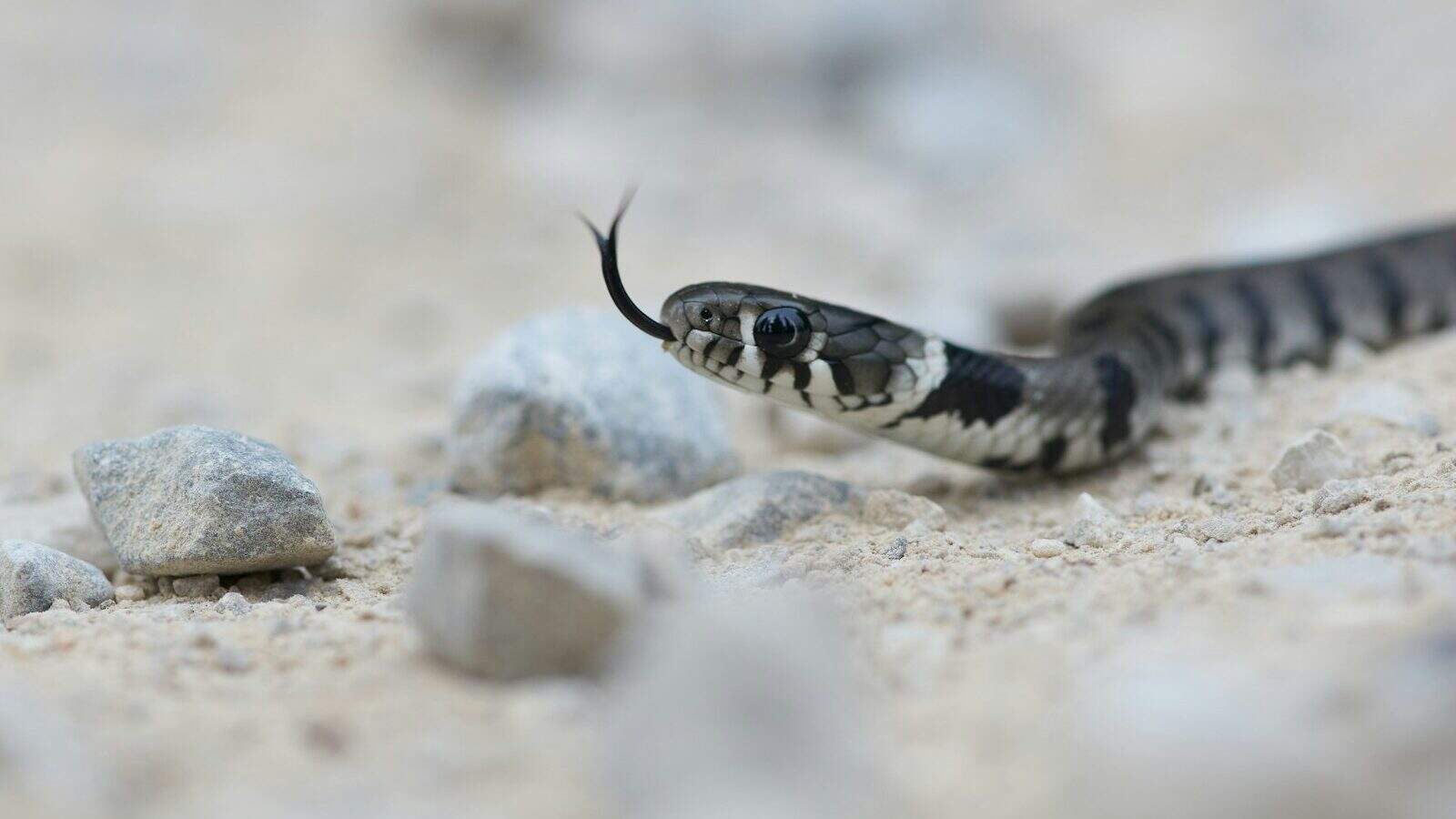 black and white snake on brown rock