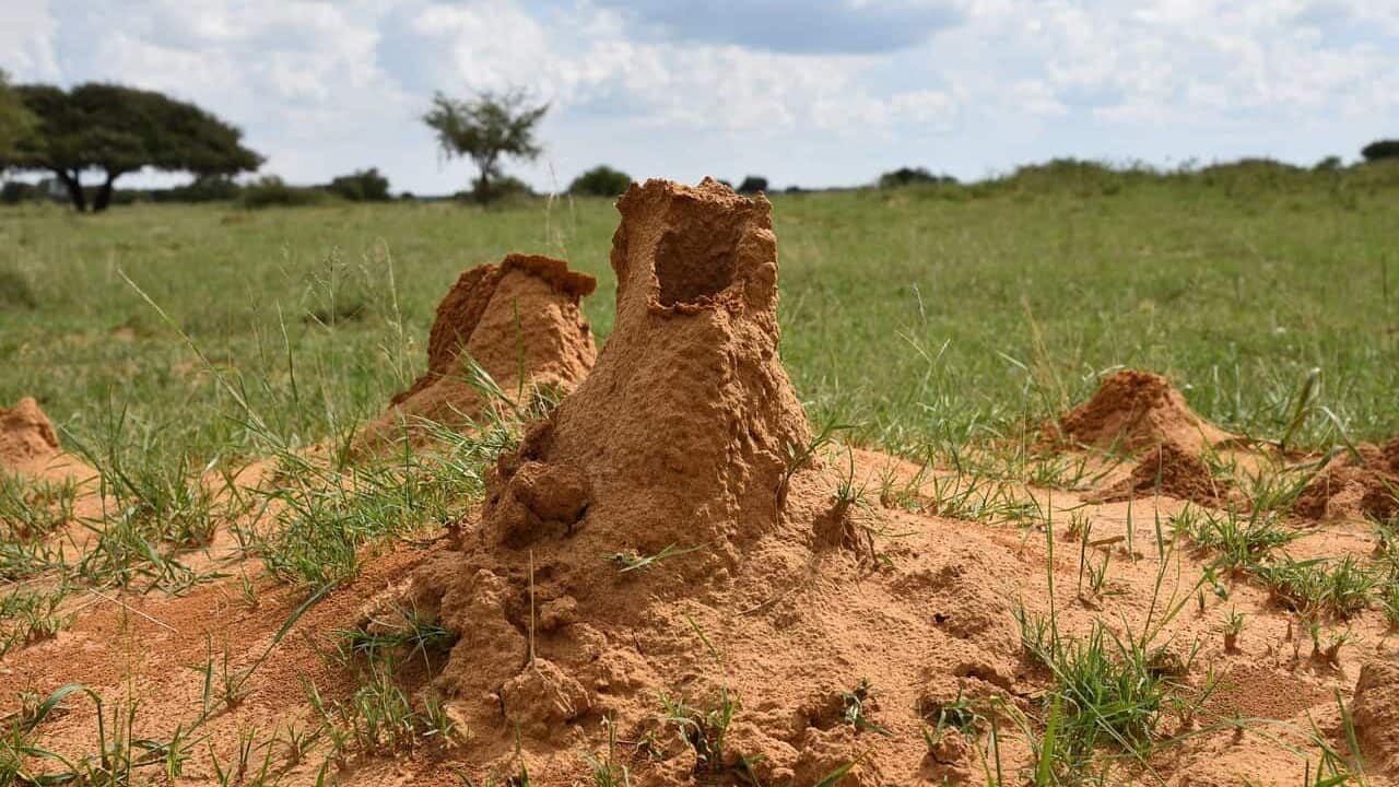 termite mound