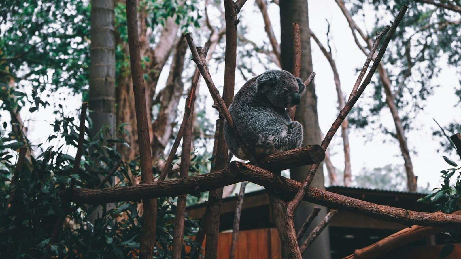 a koala sitting on a tree branch in a forest