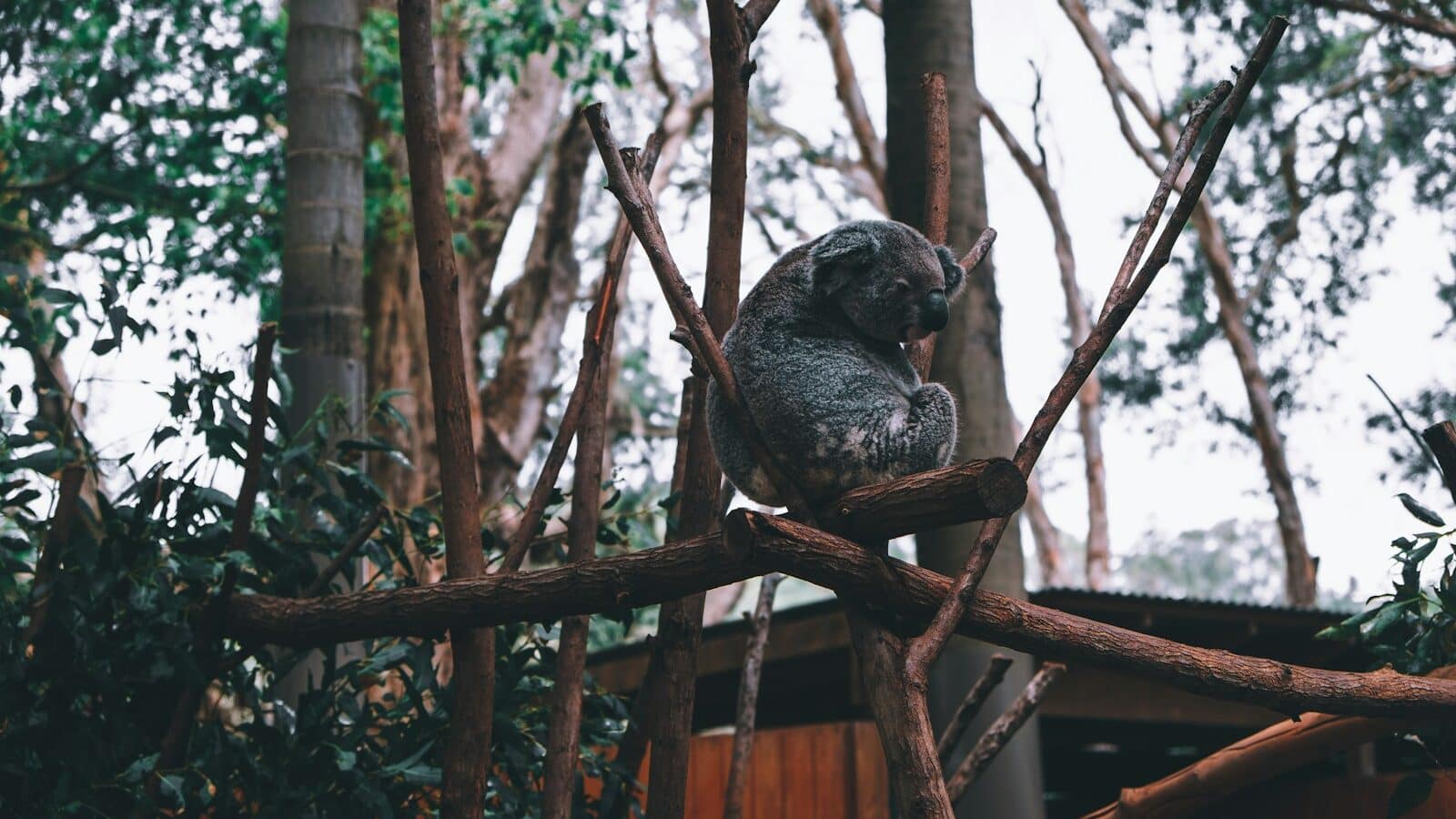 a koala sitting on a tree branch in a forest