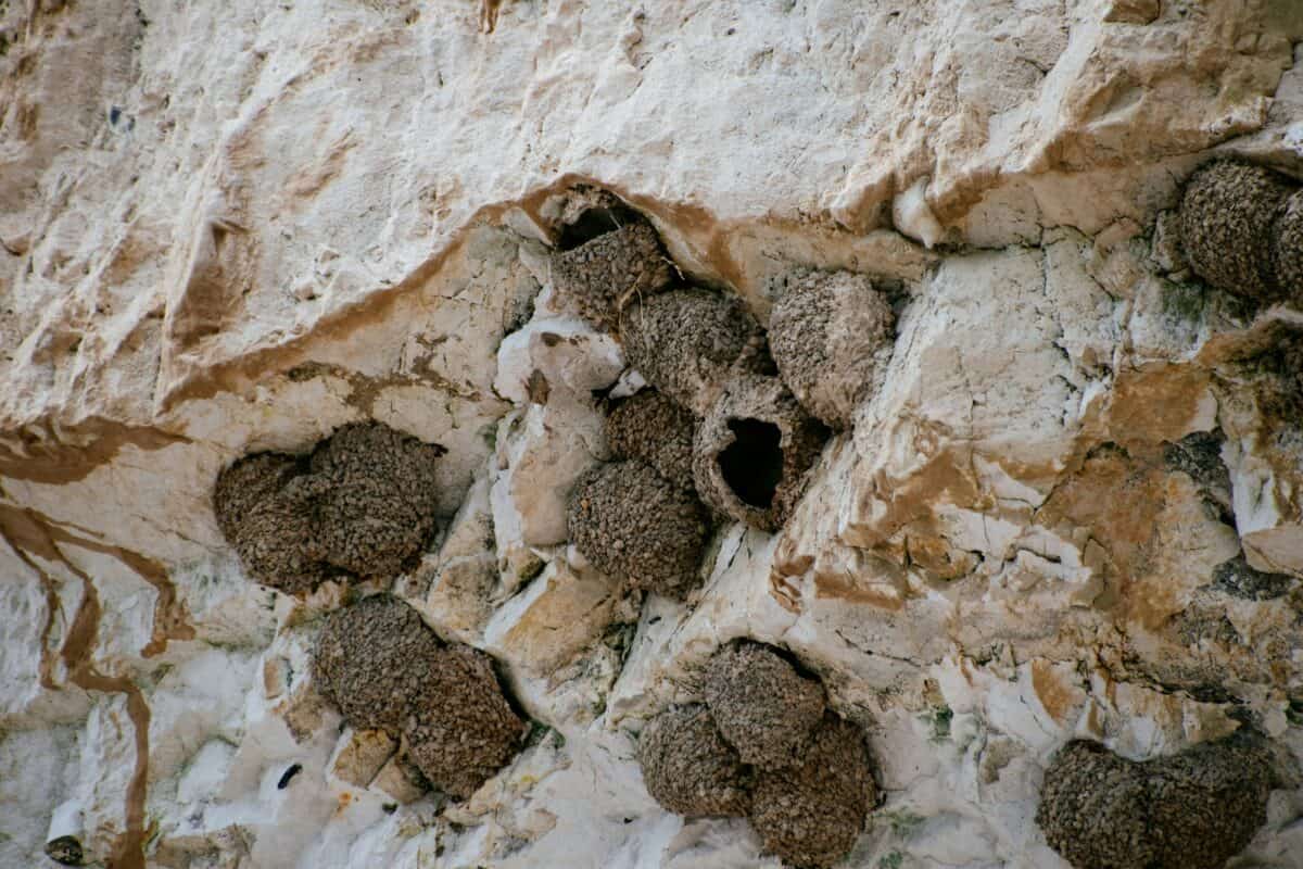 A mound where termites live.