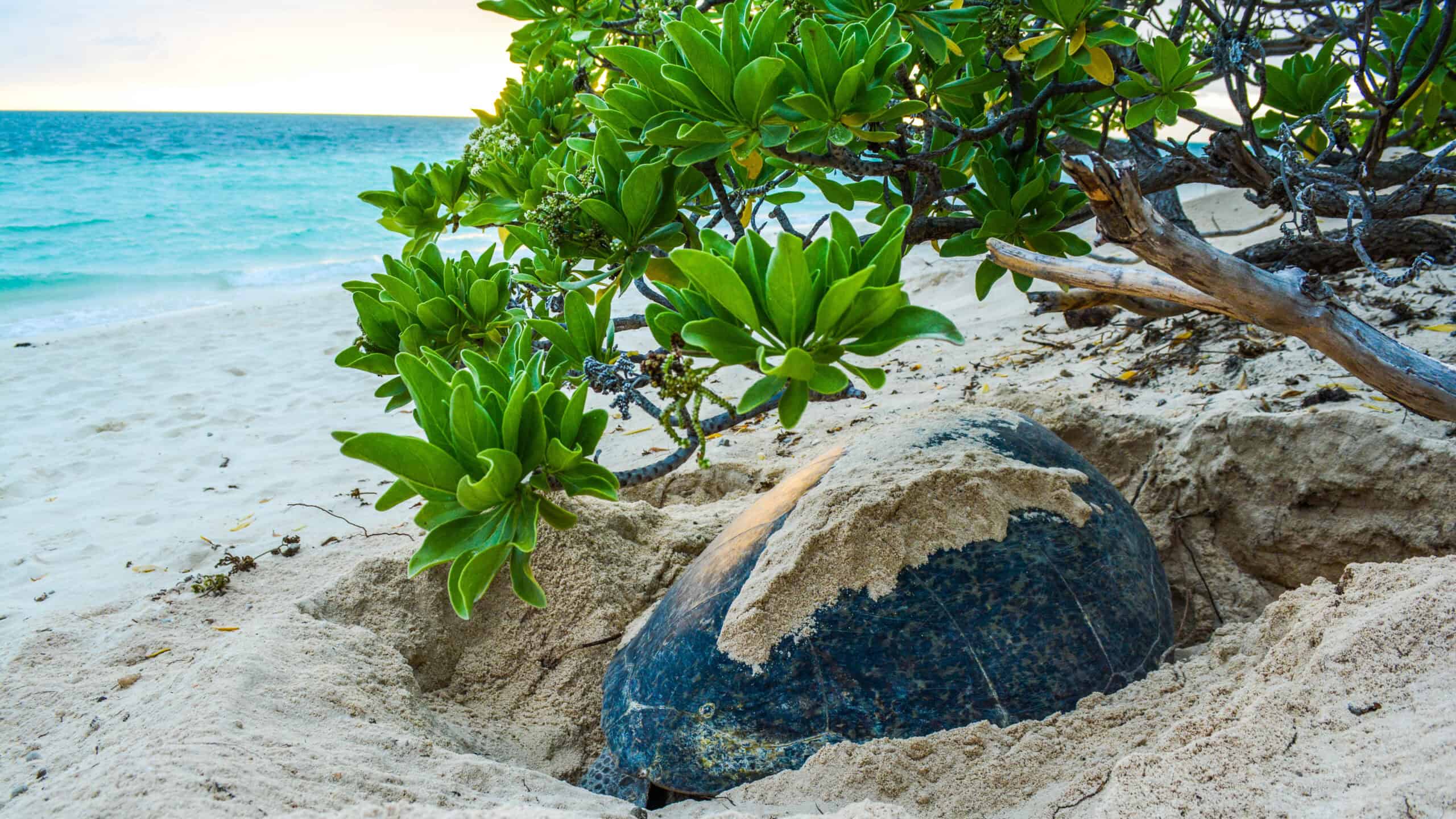 Turtle nesting beach