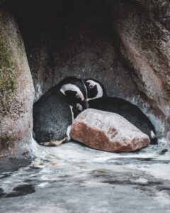 Penguins Take Turns Babysitting