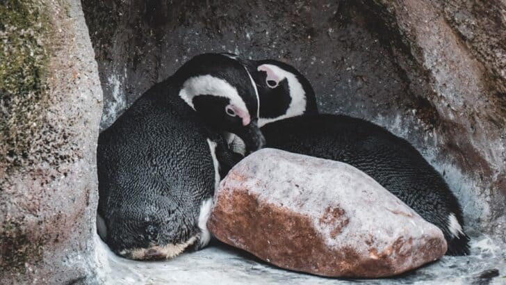 Penguins Take Turns Babysitting