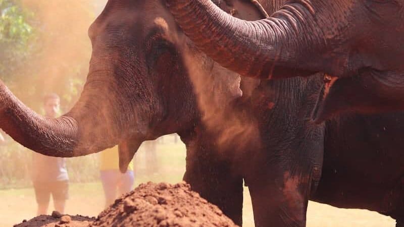 elephant on brown soil during daytime