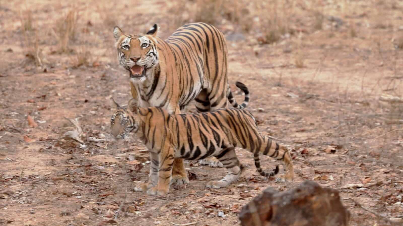 A couple of tigers walking across a dry grass field