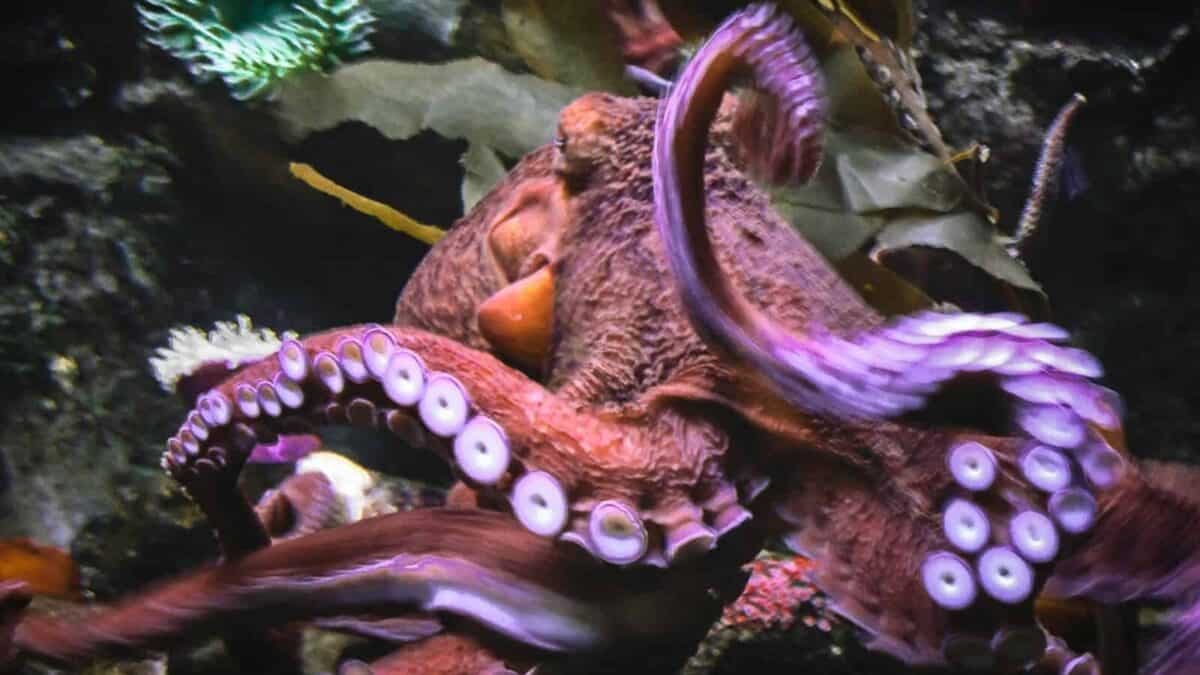 purple and brown dragon fish