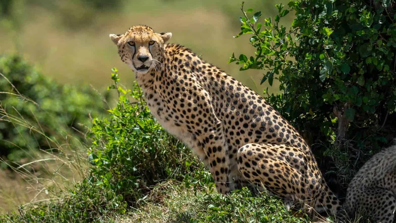 a cheetah sitting in the shade of a tree