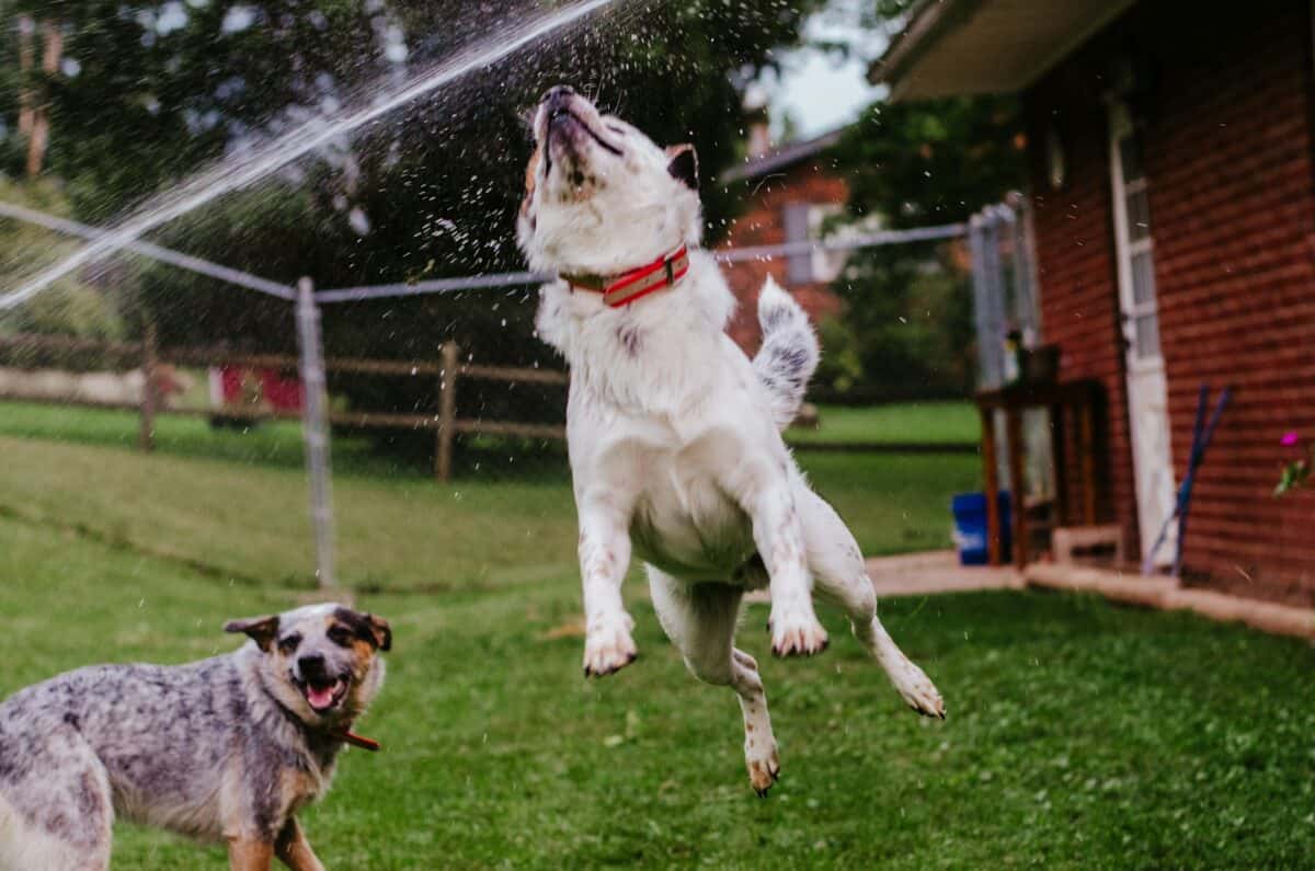 a dog jumping in the air to catch a frisbee