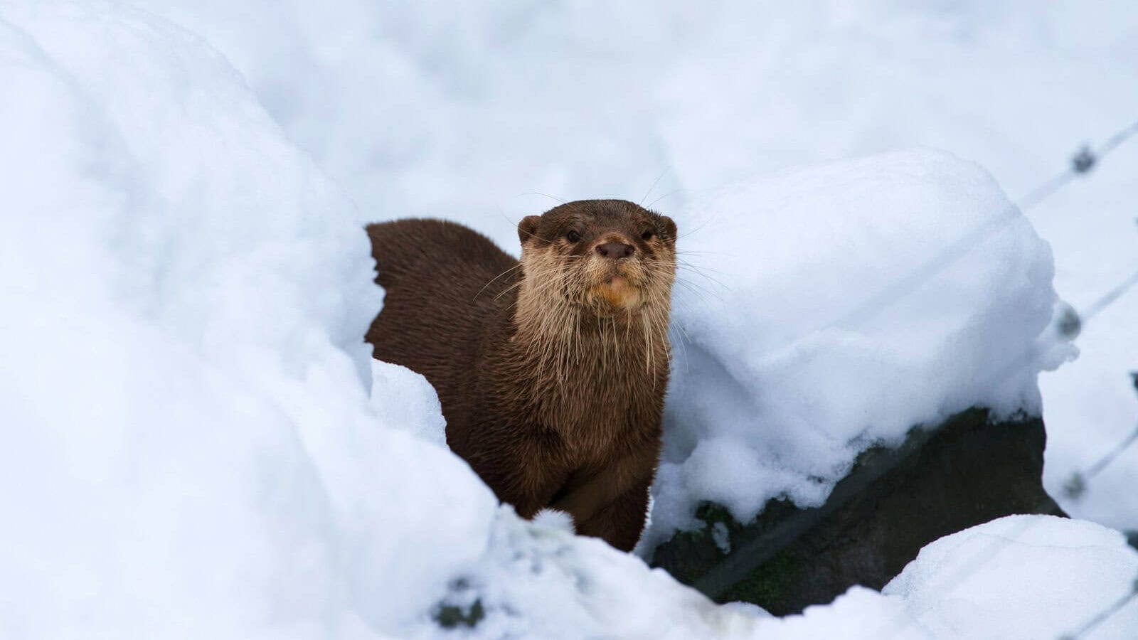 an otter standing in the snow looking at the camera