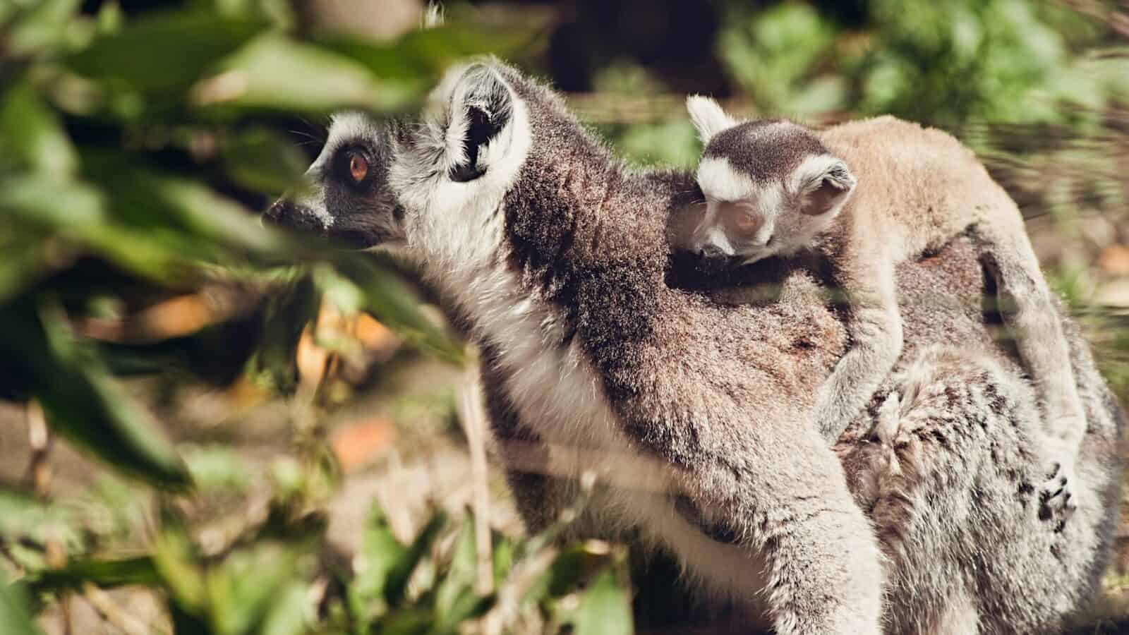 two white and gray animals during daytime