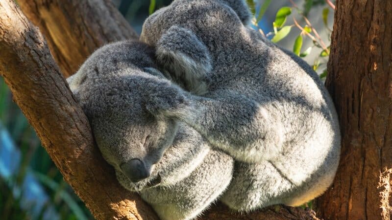 two green koala bears