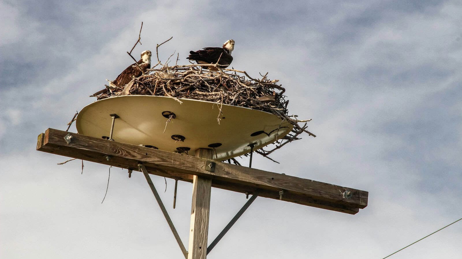 a nest of birds sitting on top of a wooden pole