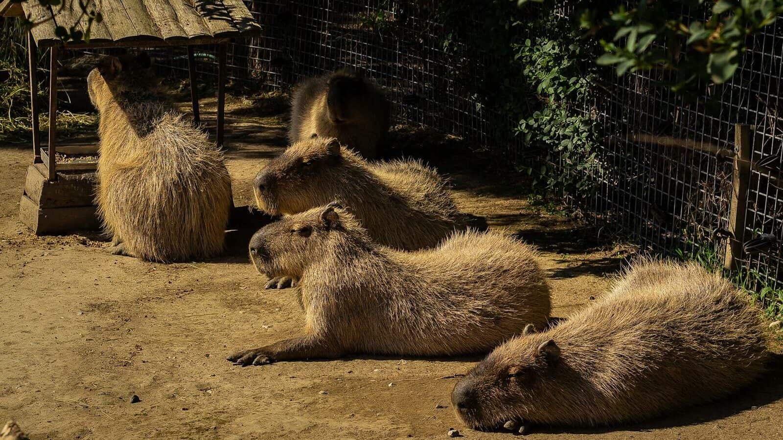 a group of animals that are sitting in the dirt