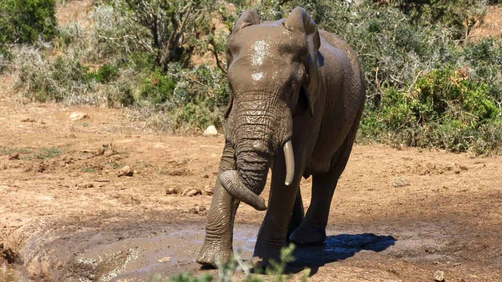 elephant walking on dirt road during daytime