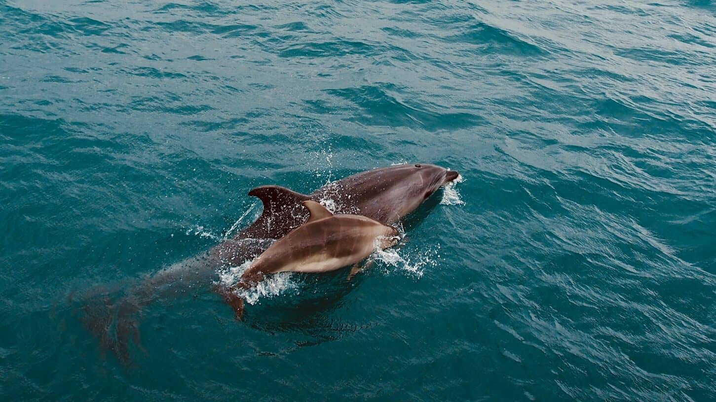 black dolphin in the water