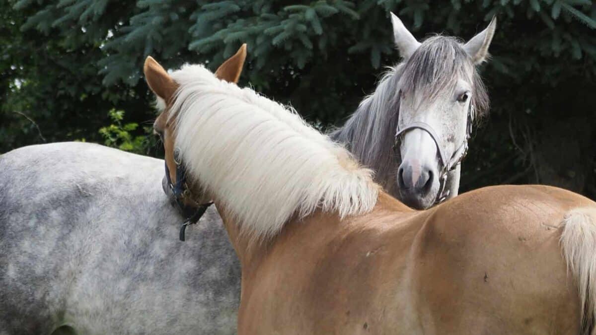 Two horses standing next to each other in a field