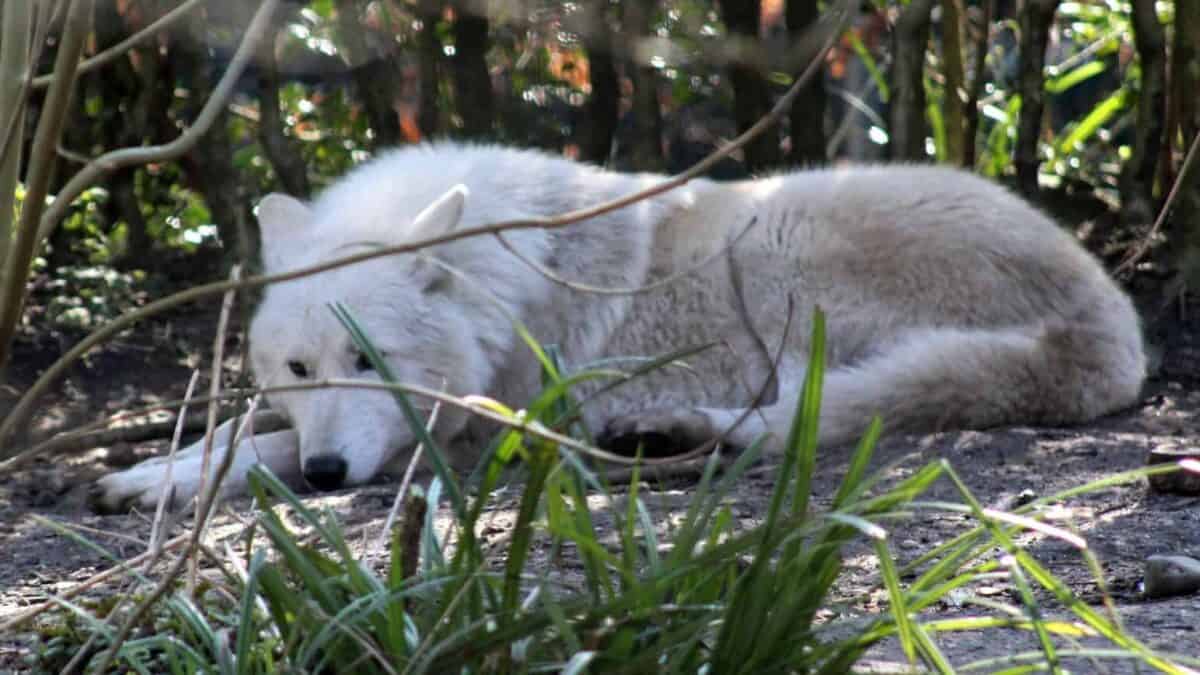 a wolf lying in the grass