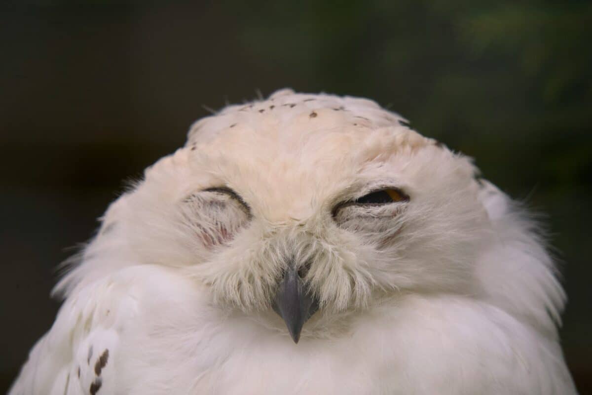 The Science Behind One-Eye-Open Sleep