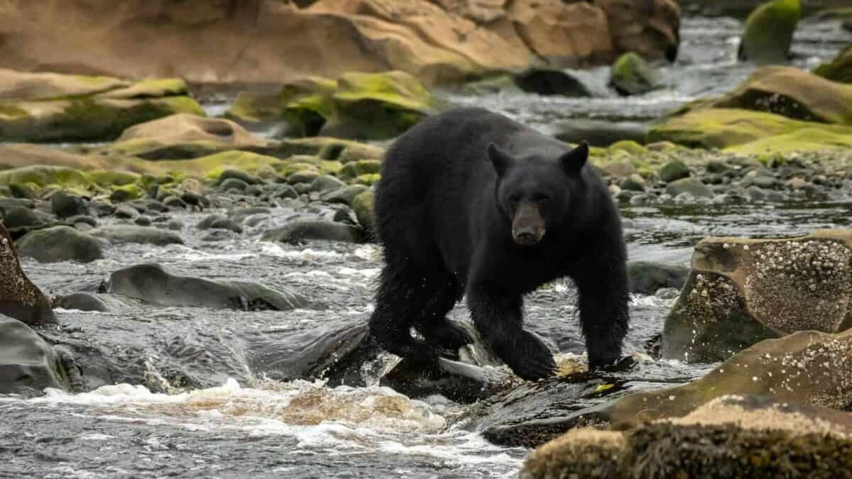 a black bear walking across a river next to rocks