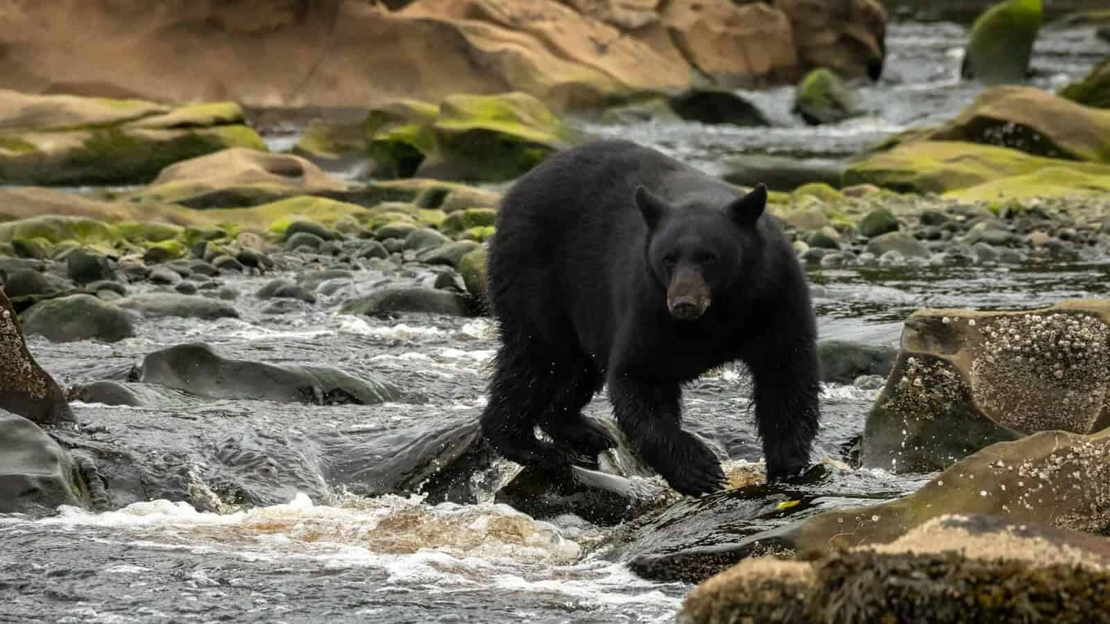 a black bear walking across a river next to rocks