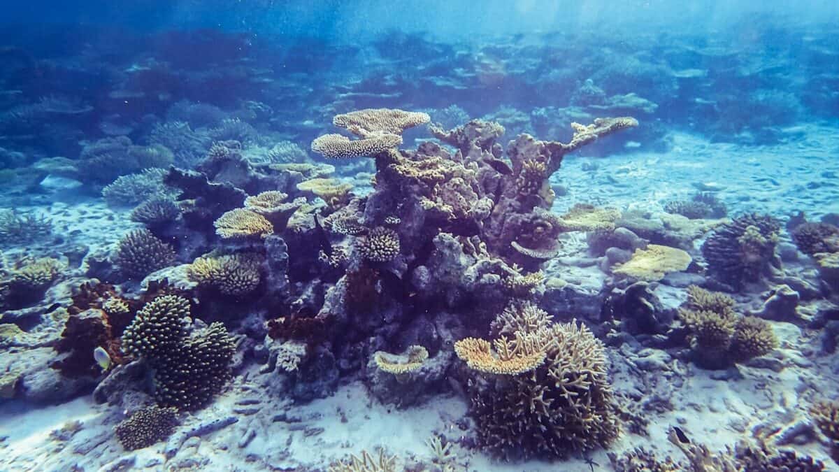 brown coral reef in blue water