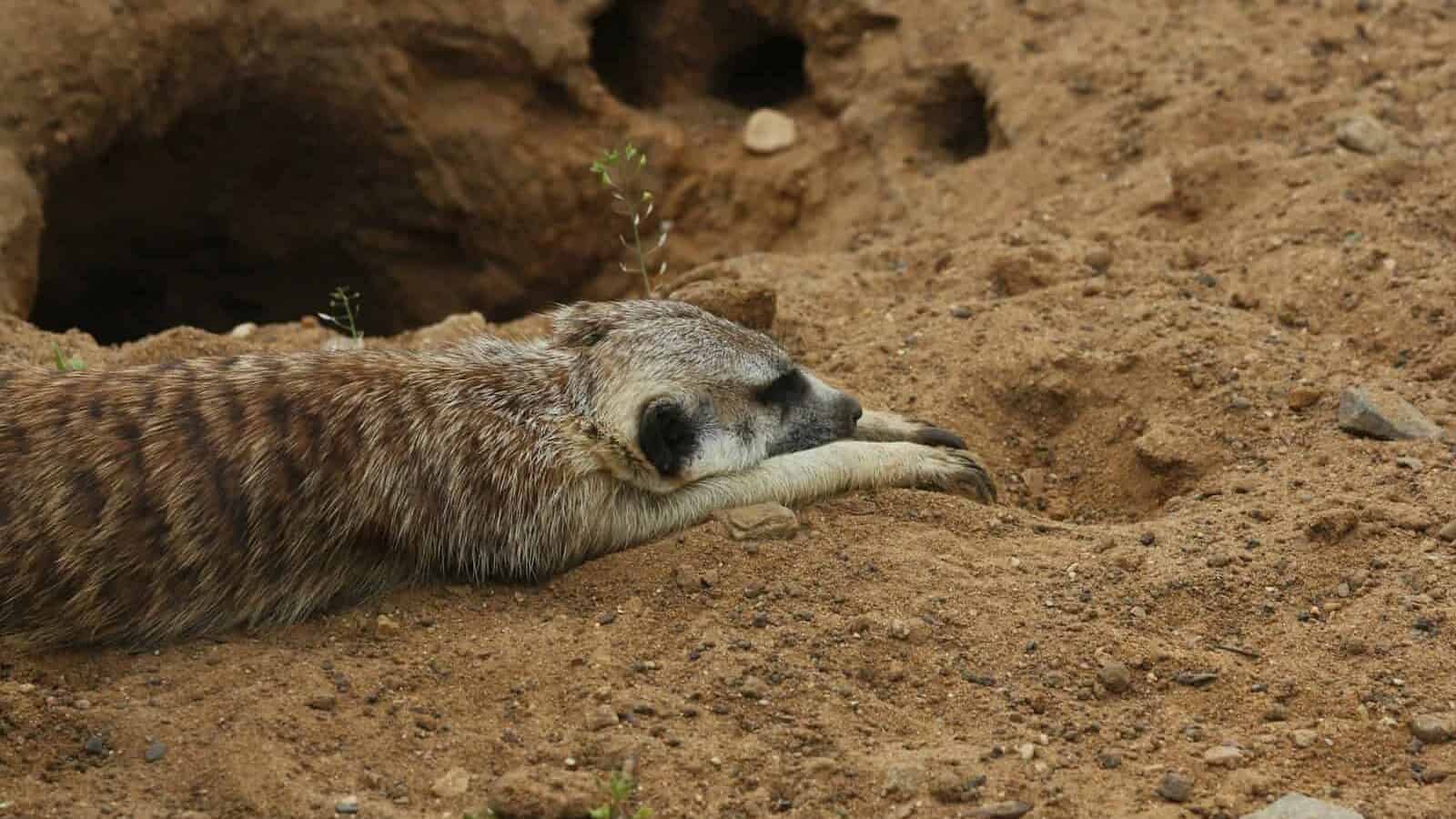 A dead animal laying in the dirt near a hole