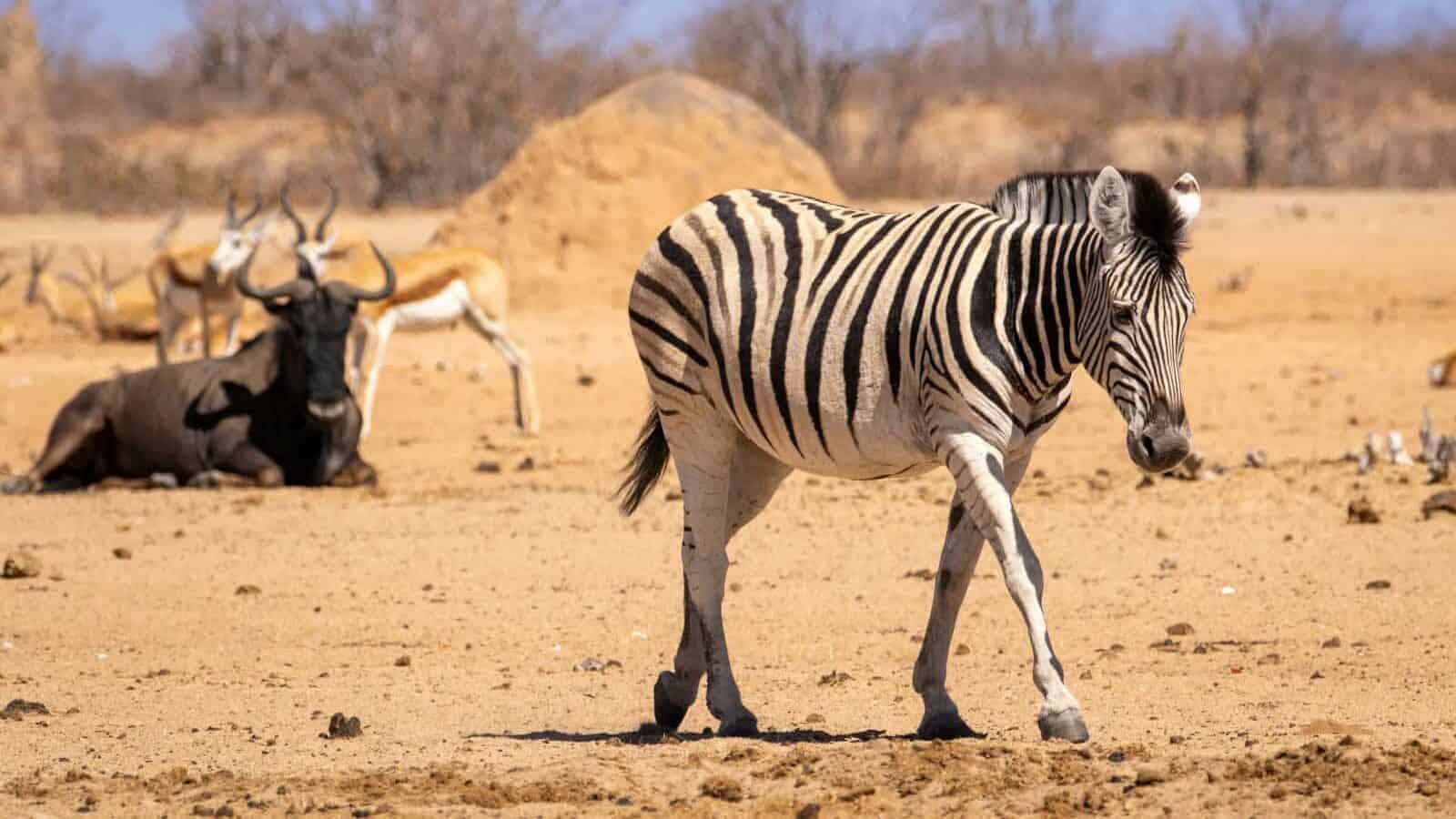 Zebra in drought.