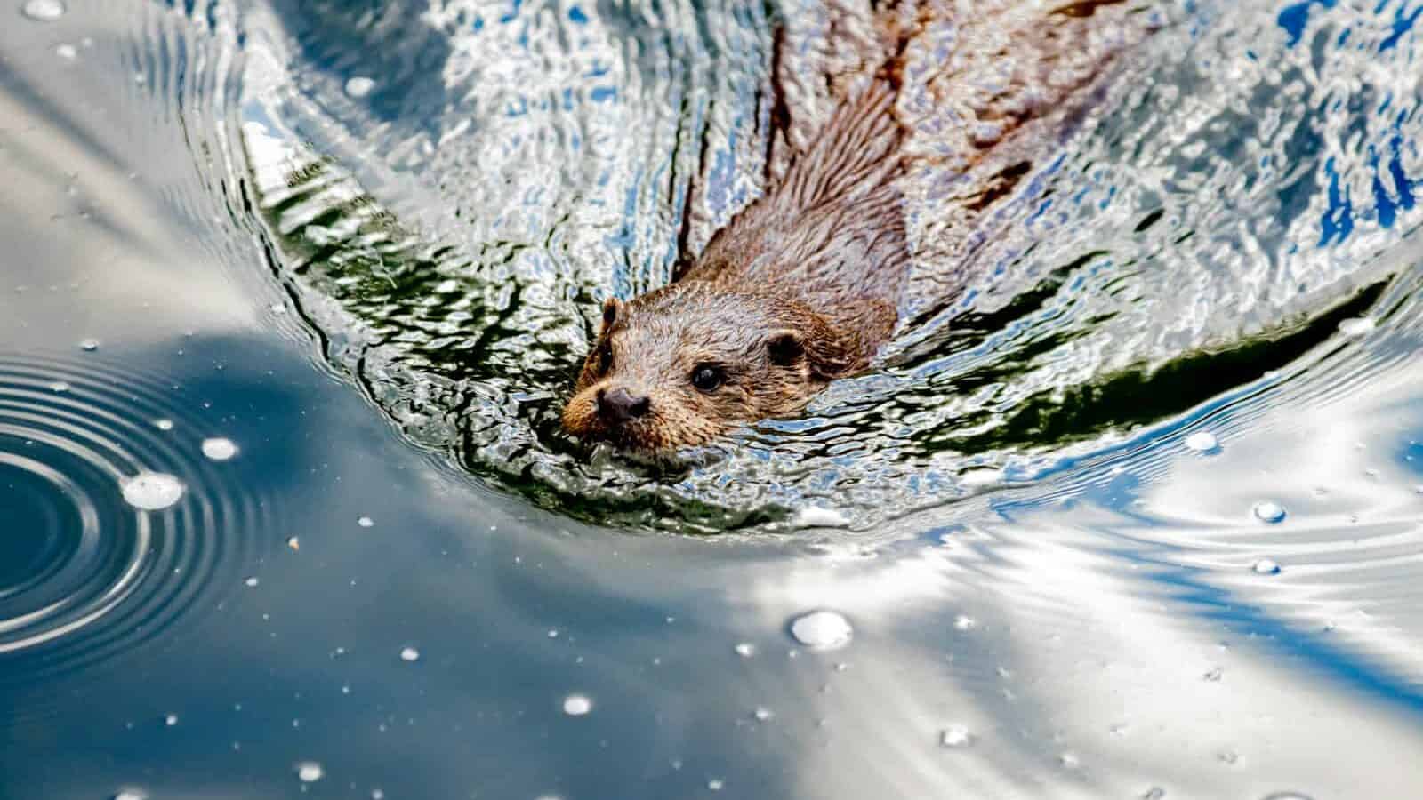 brown animal on body of water