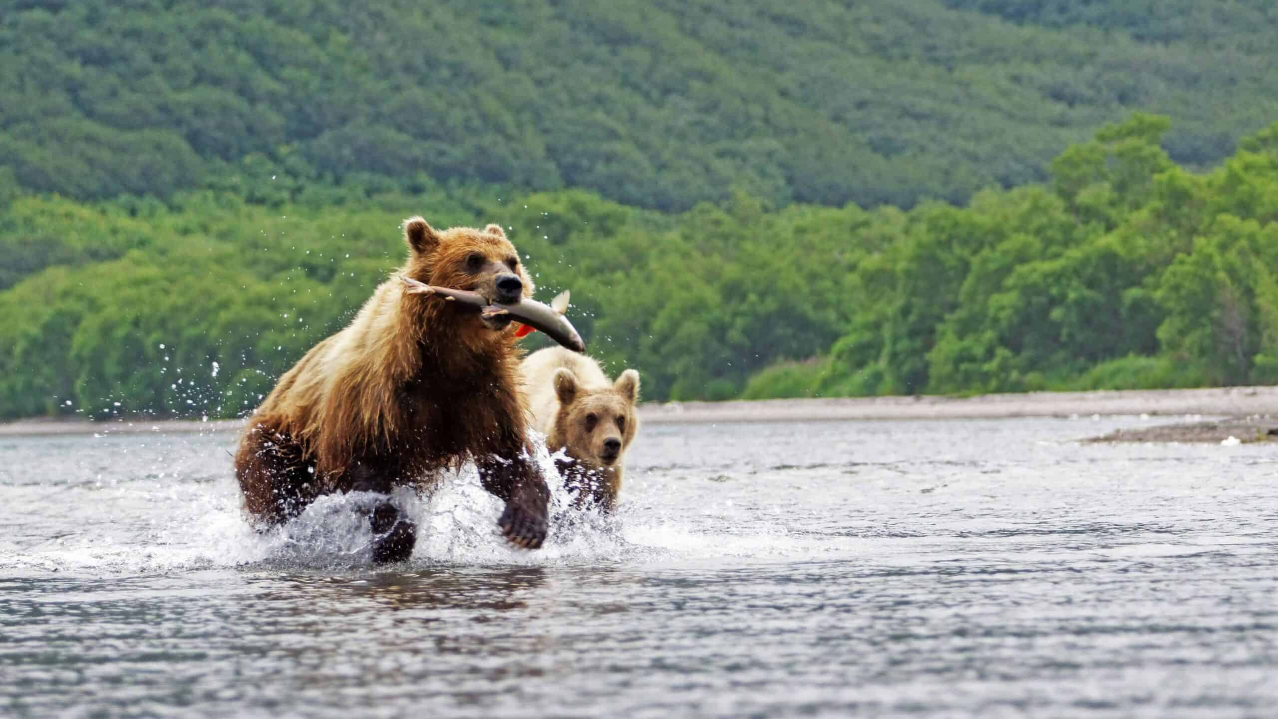 Bears chasing each other after catching a fish.