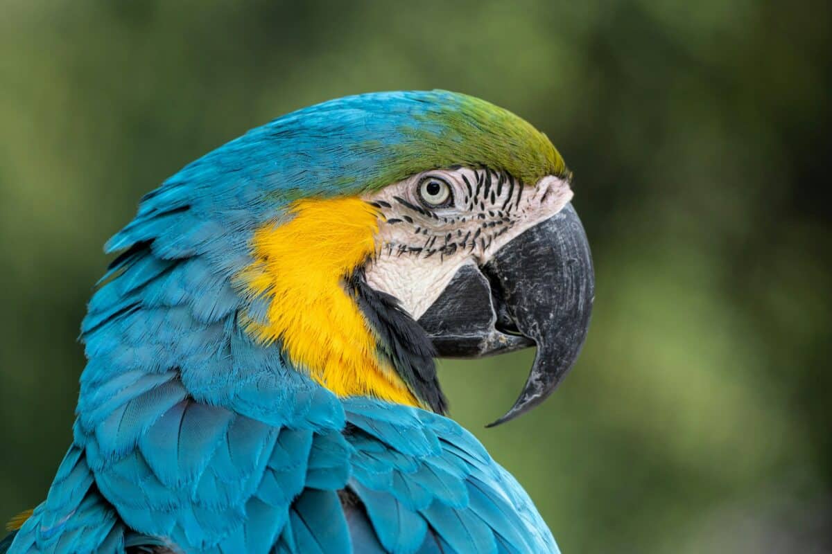 The Truth About Talking Parrots in Films (