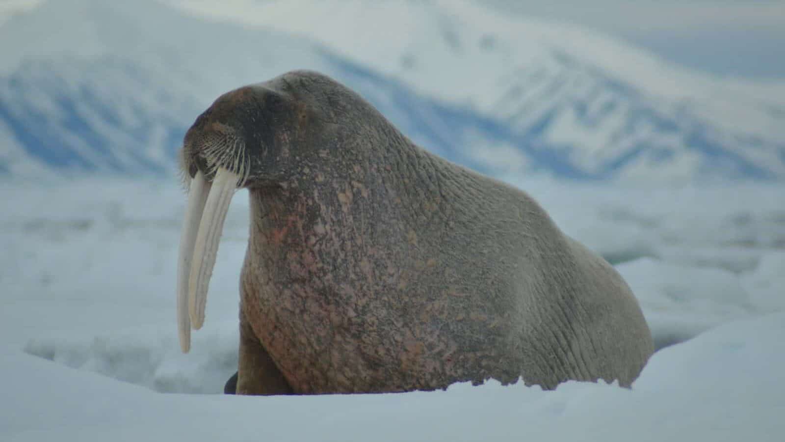a walpopo with its long tusks sticking out of it's