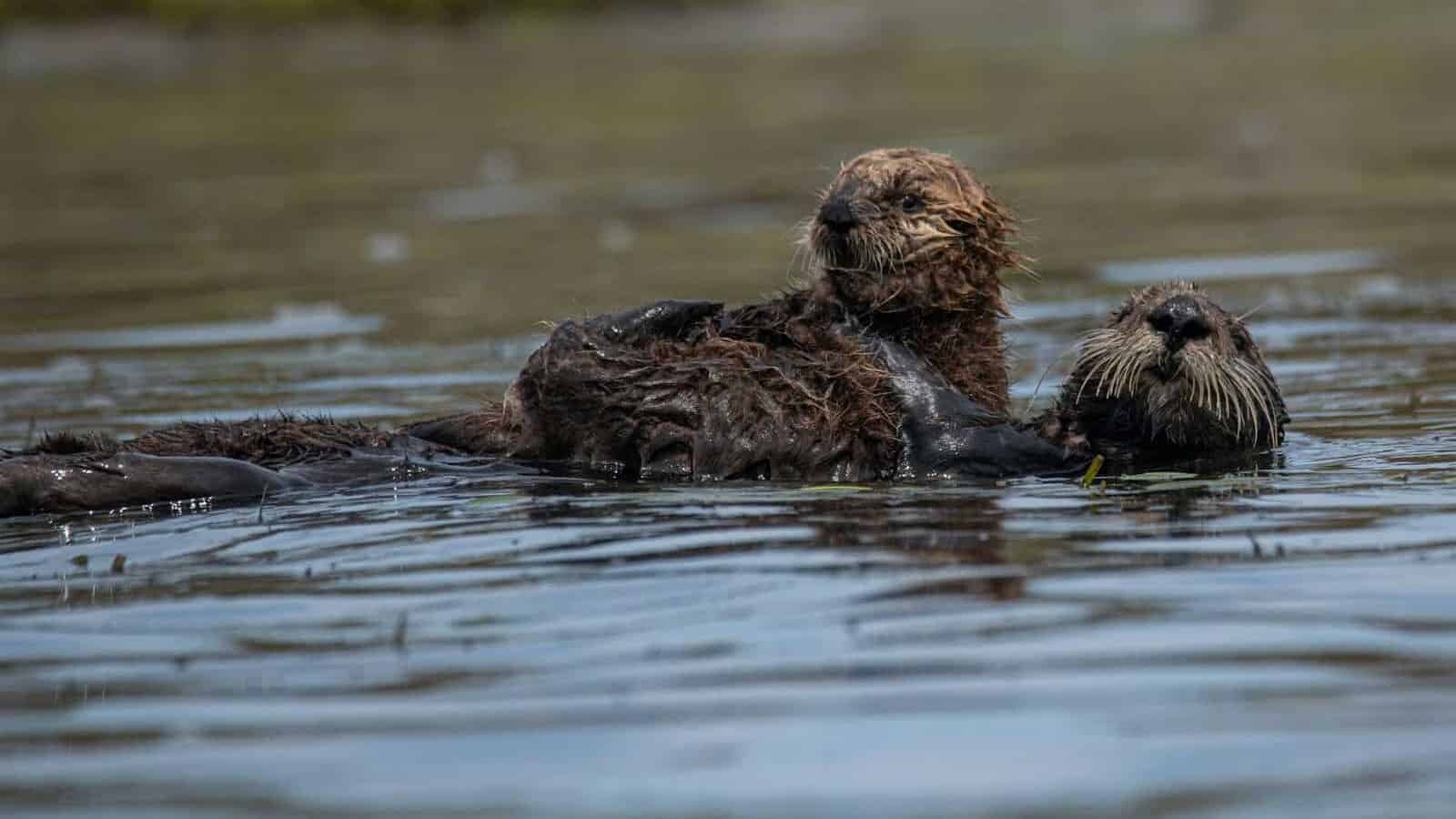 a couple of wet dogs swimming in a lake