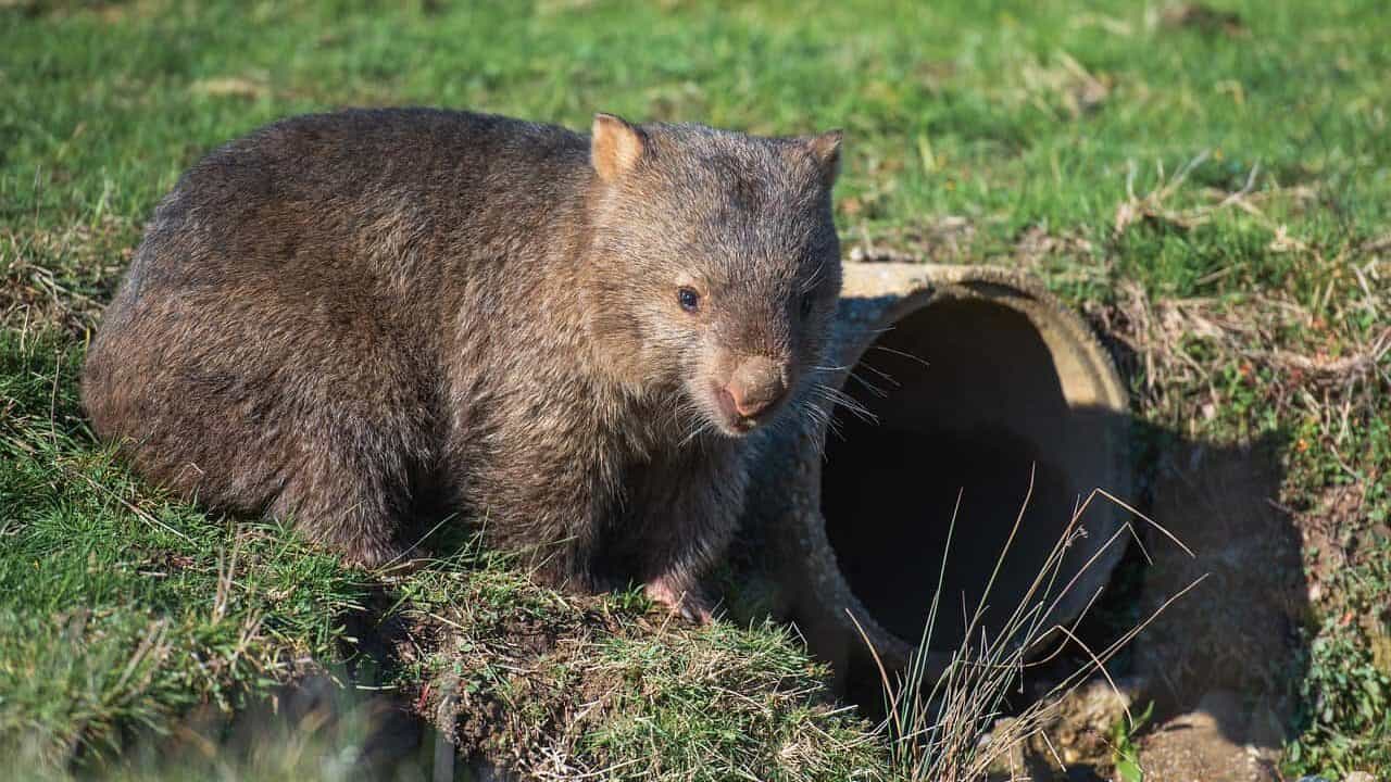 wombat