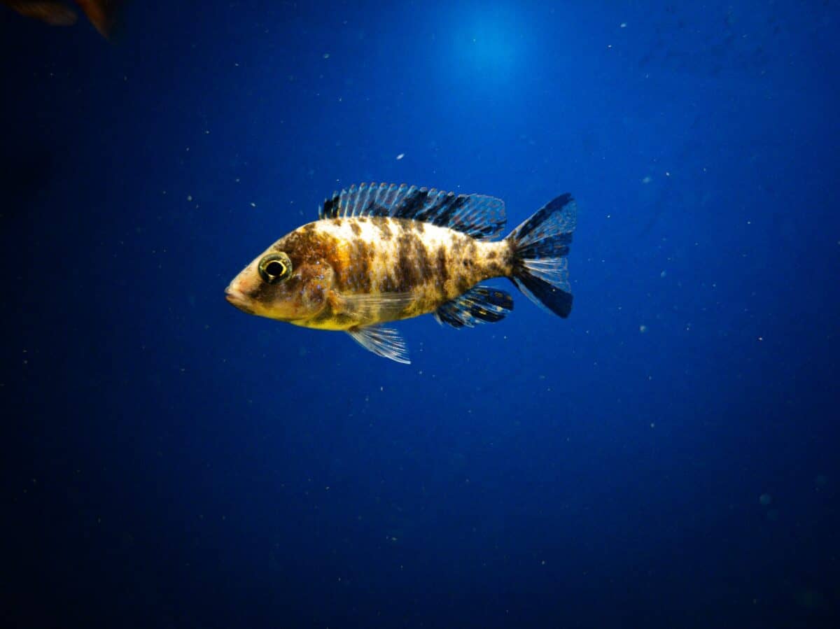 a fish that is swimming in some water