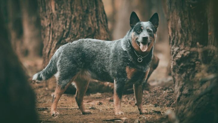 10 Things Bluey Gets Surprisingly Right About Family Dynamics (and Animals!)