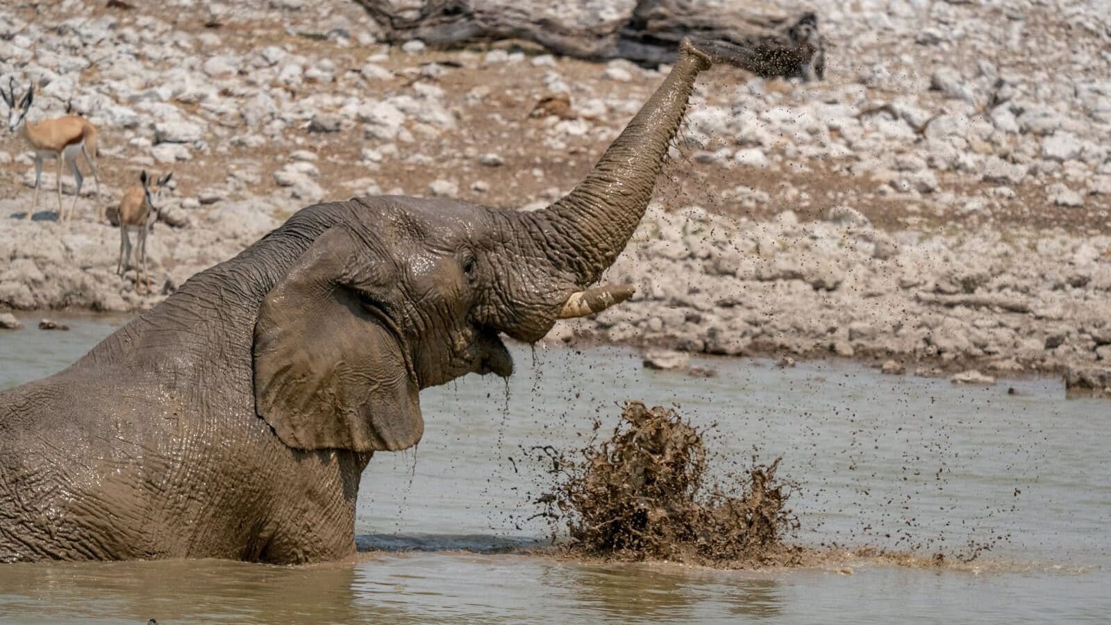 an elephant playing in the water