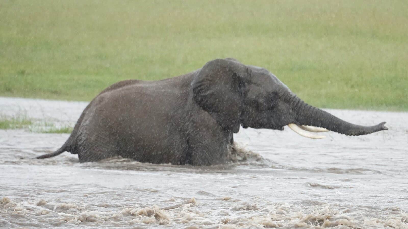 an elephant in a body of water with it's trunk in the air