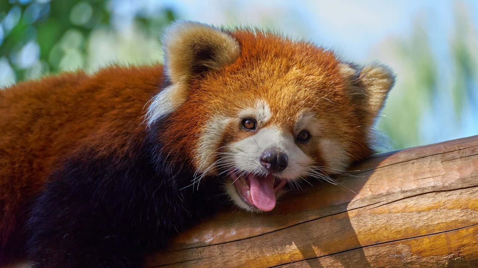 a red panda bear laying on top of a tree branch