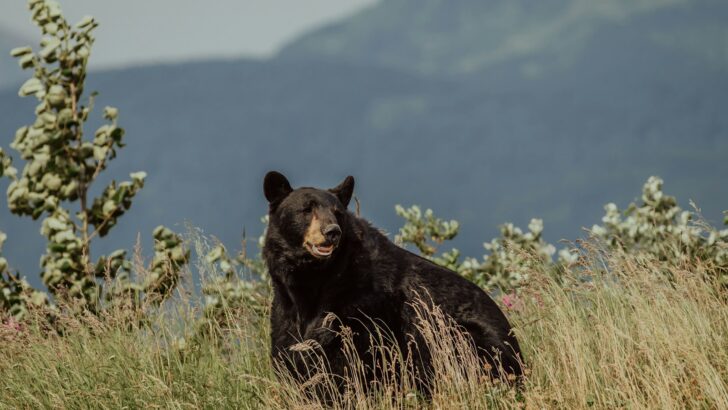 The Bear as Ancestor: Indigenous Legends from North America and Siberia