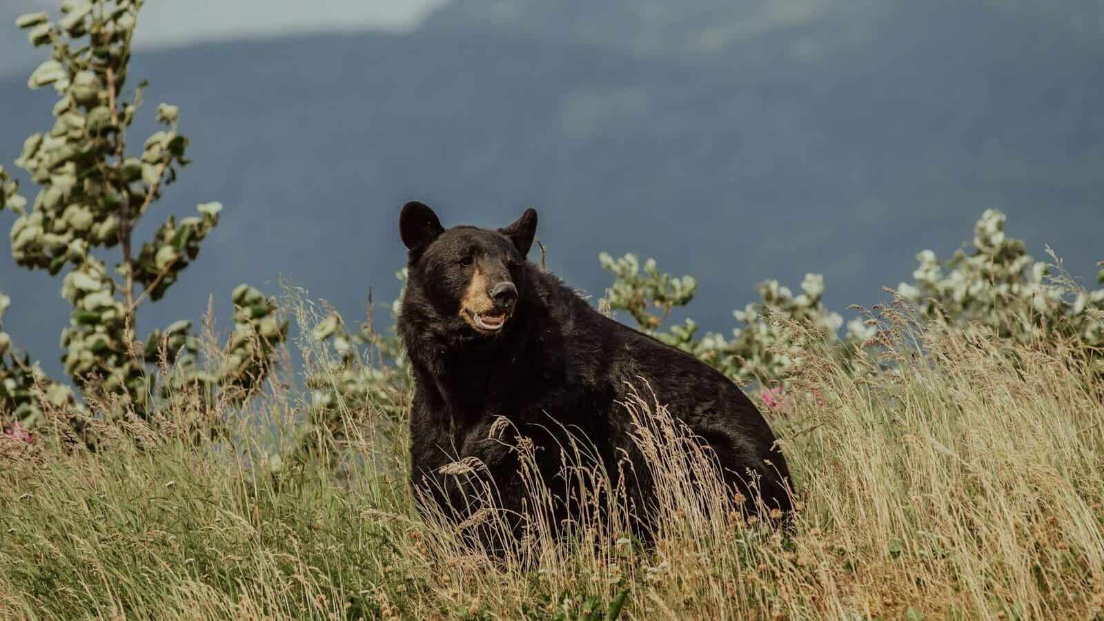 black bear on yellow flower field during daytime