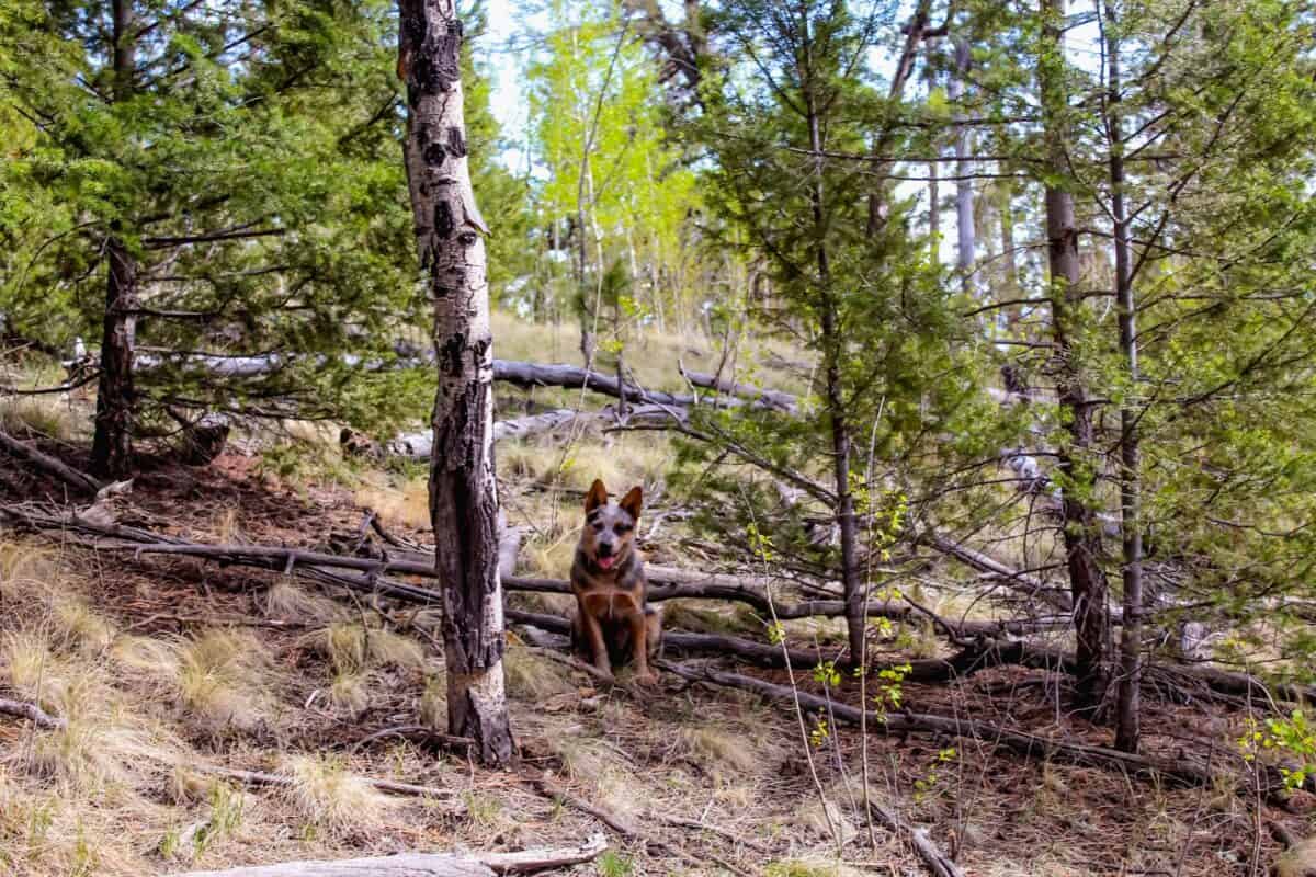 brown and black short coated dog on brown dirt road in forest during daytime