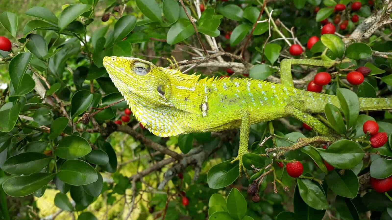 a green lizard sitting on top of a tree