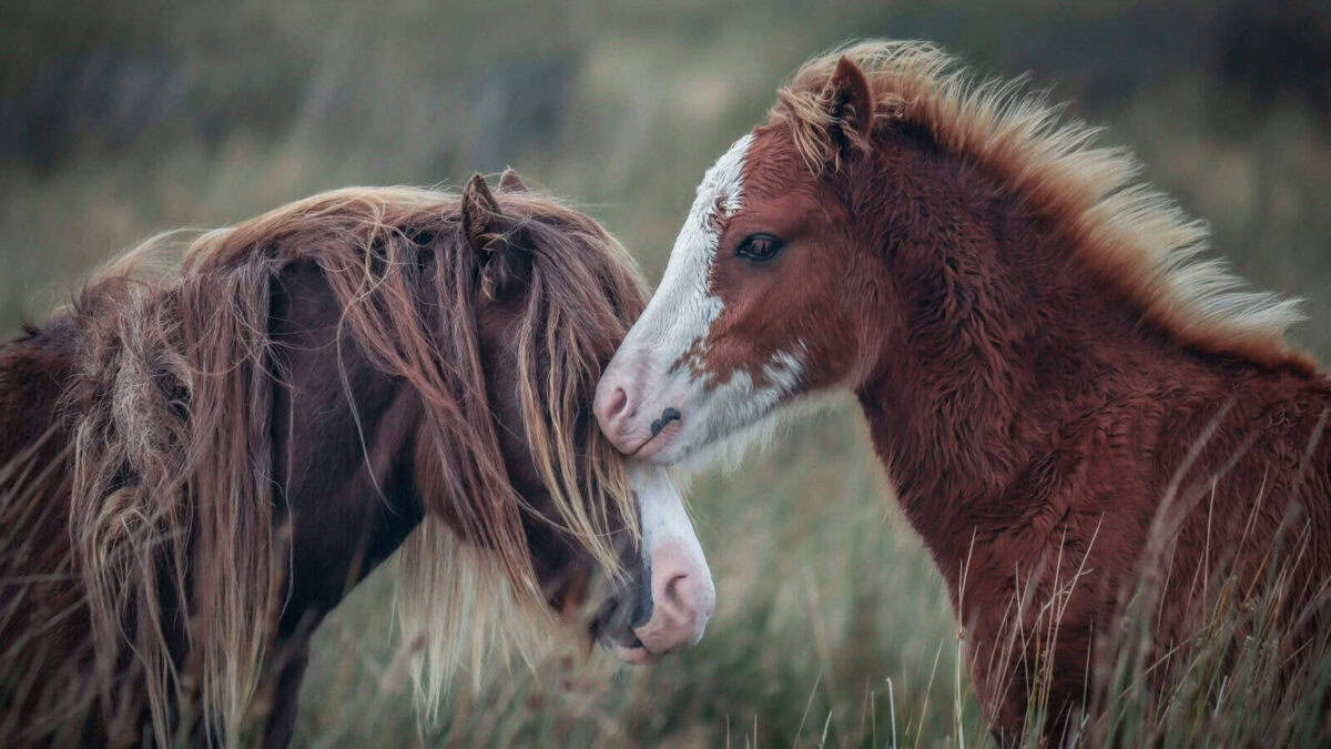 two horses standing next to each other in a field